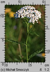 Achillea millefolium s.str. (krwawnik pospolity s.str.)