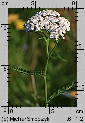 Achillea millefolium s.str. (krwawnik pospolity (s.str.))