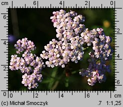 Achillea millefolium s.str. (krwawnik pospolity s.str.)