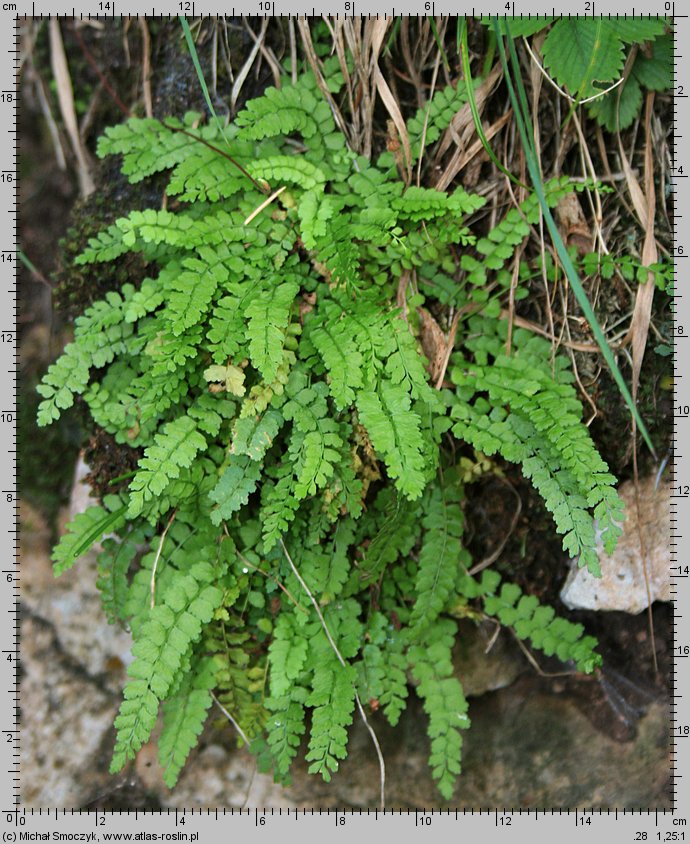 Asplenium viride (zanokcica zielona)