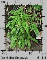 Asplenium viride (zanokcica zielona)