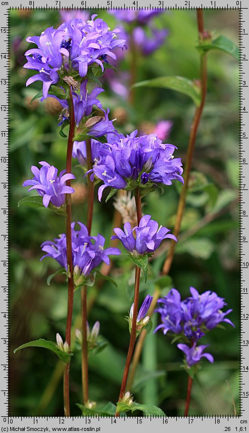 Campanula glomerata (dzwonek skupiony)