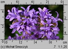 Campanula glomerata (dzwonek skupiony)