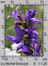 Campanula glomerata (dzwonek skupiony)