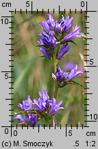 Campanula glomerata (dzwonek skupiony)