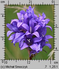 Campanula glomerata (dzwonek skupiony)