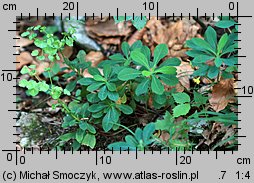 Euphorbia amygdaloides (wilczomlecz migdałolistny)