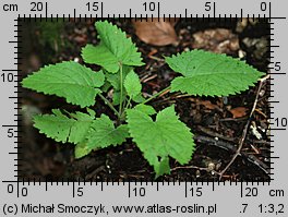 Salvia glutinosa (szałwia lepka)