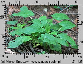 Salvia glutinosa (szałwia lepka)