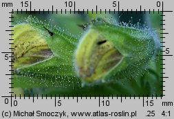 Salvia glutinosa (szałwia lepka)