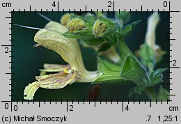 Salvia glutinosa (szałwia lepka)