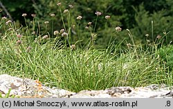 Allium senescens ssp. montanum (czosnek skalny)