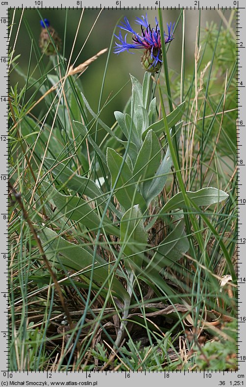 Centaurea triumfettii (chaber barwny)