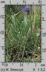 Centaurea triumfettii (chaber barwny)