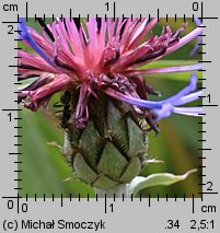 Centaurea triumfettii (chaber barwny)