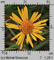 Inula ensifolia (oman wąskolistny)