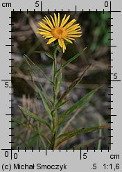 Inula ensifolia (oman wąskolistny)