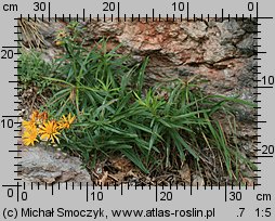 Inula ensifolia (oman wąskolistny)