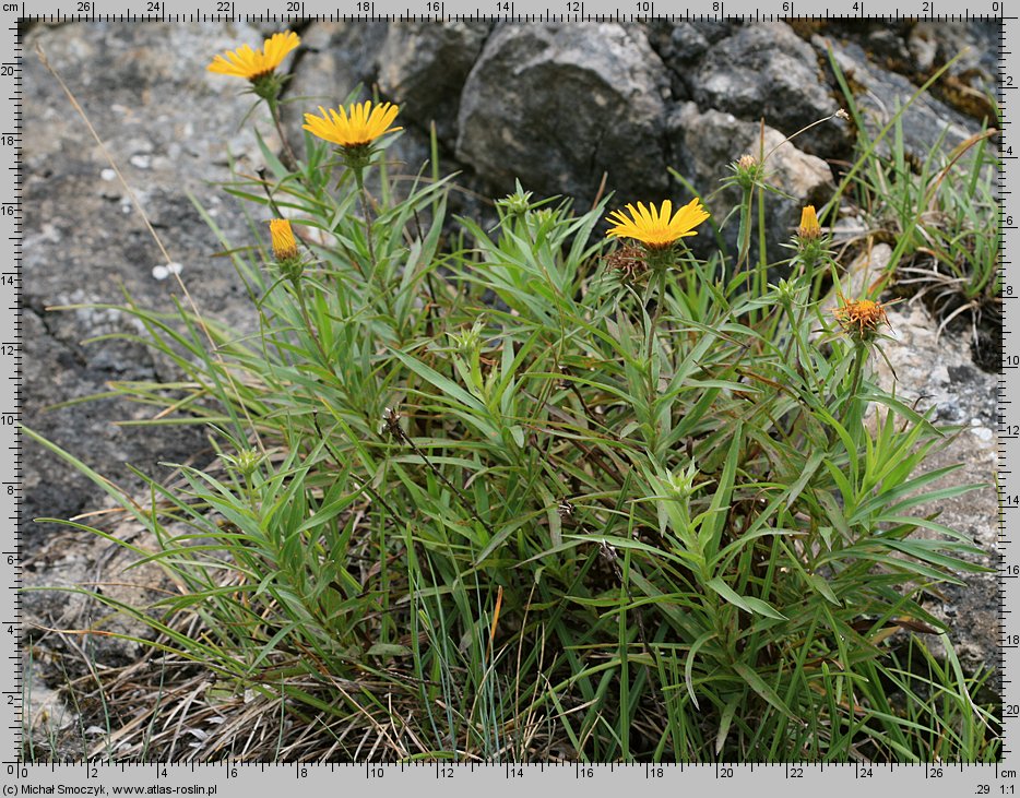 Inula ensifolia (oman wąskolistny)