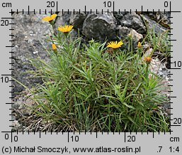 Inula ensifolia (oman wąskolistny)