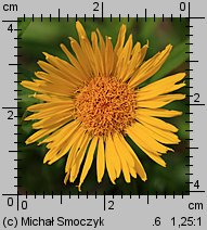 Inula ensifolia (oman wąskolistny)