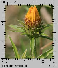 Inula ensifolia (oman wąskolistny)