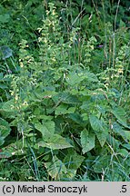 Salvia glutinosa (szałwia lepka)