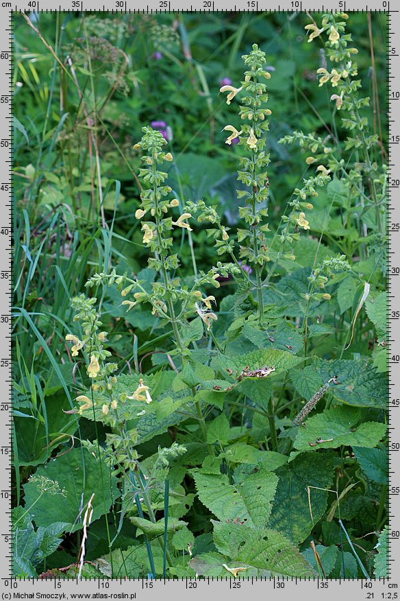 Salvia glutinosa (szałwia lepka)