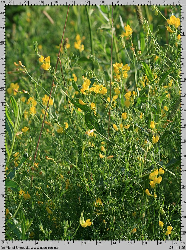 Lathyrus pratensis (groszek łąkowy)