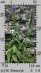 Veronica spicata (przetacznik kłosowy)