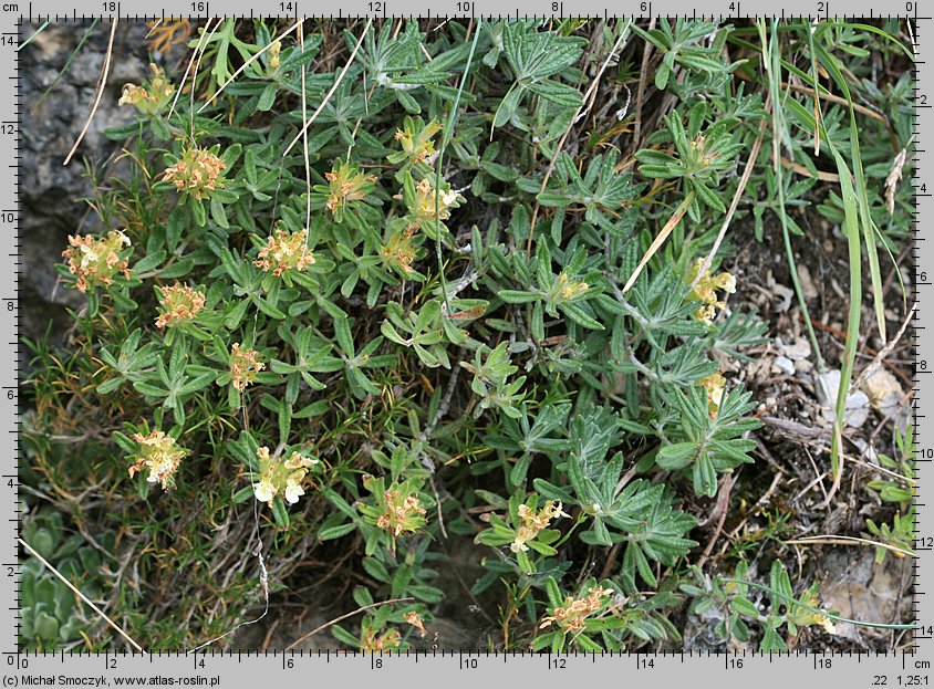 Teucrium montanum (ożanki górskiej)