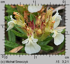 Teucrium montanum (ożanki górskiej)