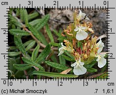 Teucrium montanum (ożanki górskiej)