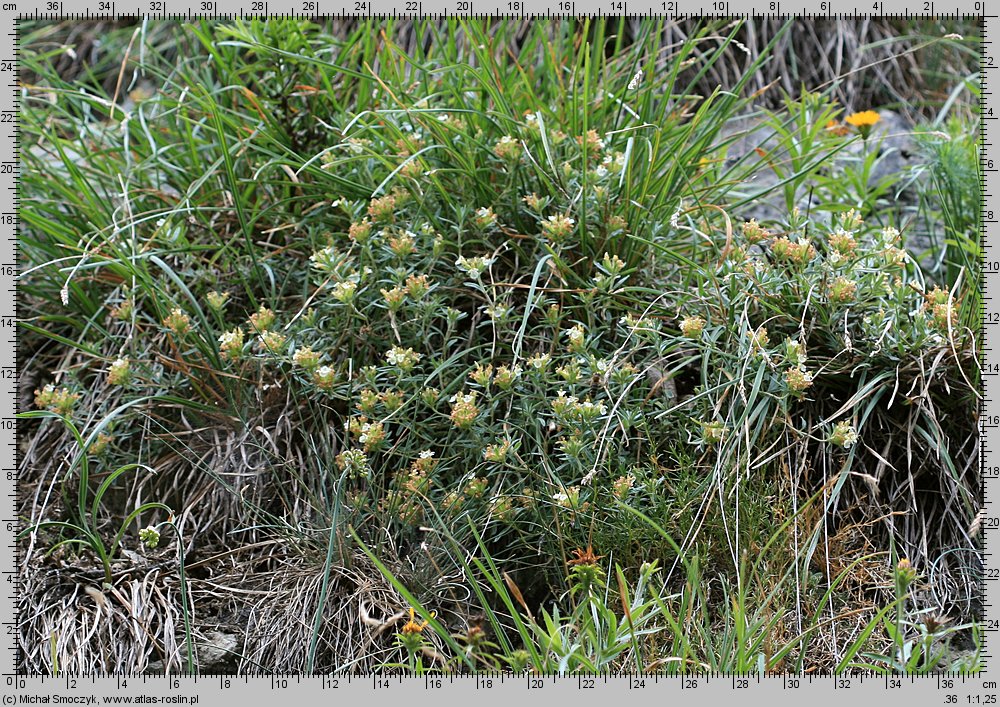 Teucrium montanum (ożanki górskiej)