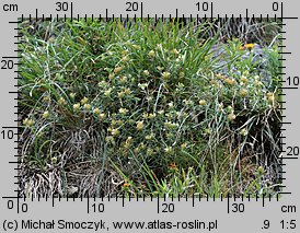 Teucrium montanum (ożanki górskiej)