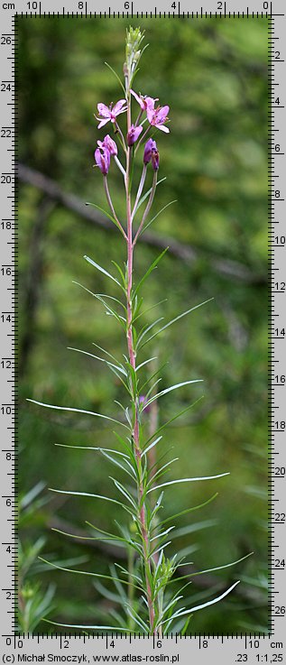 Epilobium dodonaei (wierzbówka nadrzeczna)