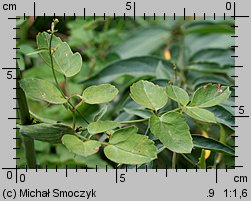 Laserpitium latifolium (okrzyn szerokolistny)