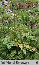 Laserpitium latifolium (okrzyn szerokolistny)