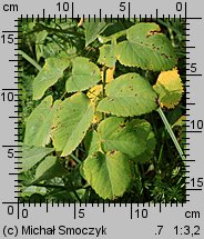 Laserpitium latifolium (okrzyn szerokolistny)