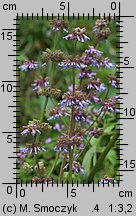 Salvia verticillata (szałwia okręgowa)