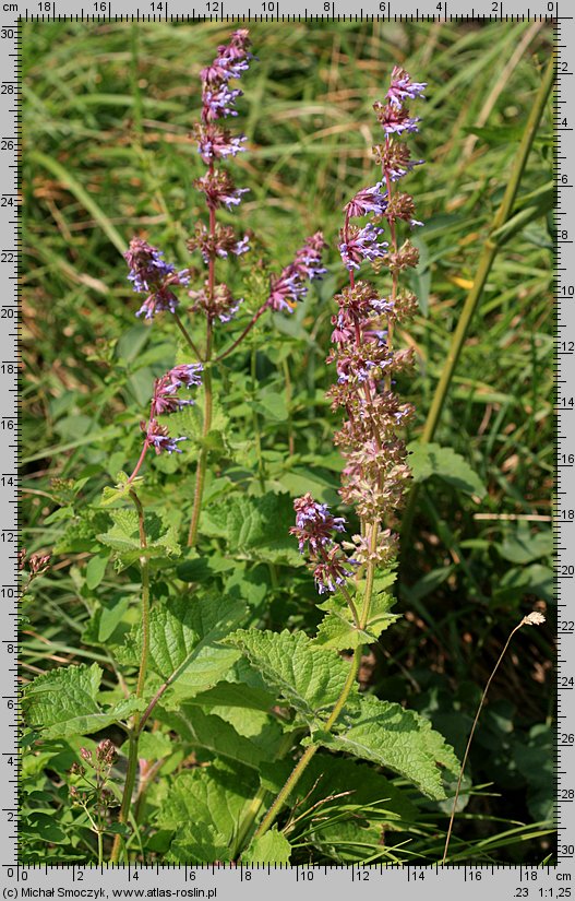 Salvia verticillata (szałwia okręgowa)