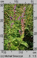 Salvia verticillata (szałwia okręgowa)