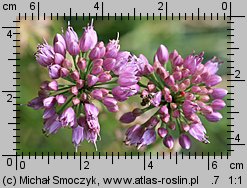 Allium senescens ssp. montanum (czosnek skalny)