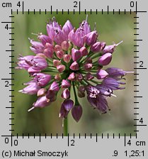 Allium senescens ssp. montanum (czosnek skalny)