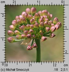 Allium senescens ssp. montanum (czosnek skalny)