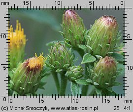 Inula conyza (oman szlachtawa)