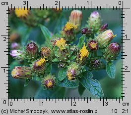 Inula conyza (oman szlachtawa)