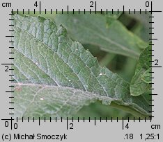 Inula conyza (oman szlachtawa)