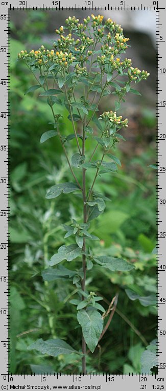 Inula conyza (oman szlachtawa)