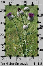 Cirsium eriophorum (ostrożeń głowacz)